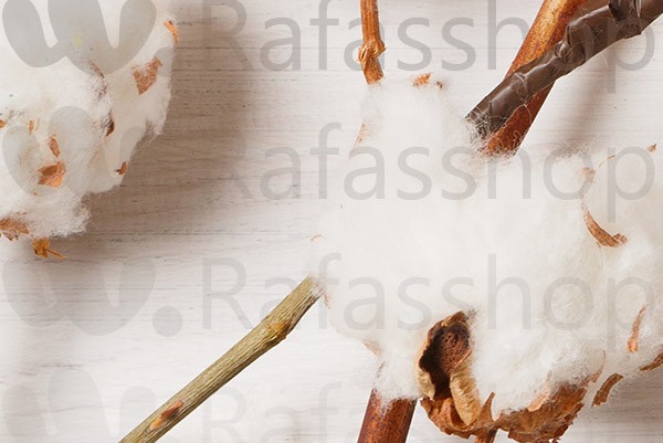 cotton Algodón puro